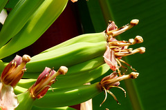 NICE Parc Phoenix: des fleurs de  bananes.