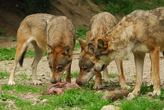 BOREON: Trois loups.
