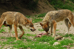 BOREON: Deux Loups.
