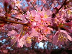 BESANCON: Fleurs de Prunus.