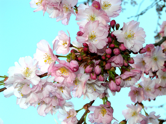 BELFORT: Fleurs de cerisiers.