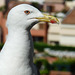 MONACO: Un Goéland.