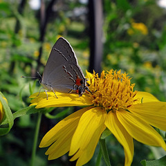 Grey Hairstreak Butterfly A first sighting here !