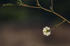 Single Hawkweed Flower on a Stem