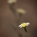 Hawkweed with Bokeh Flowers (roll over the picture for 2 more versions!)