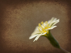 Textured Hawkweed Blossom
