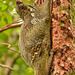 Malayan Colugo (flying lemur) Galeopterus variegatus