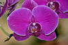 NICE: Parc Phoenix: Une Orchidée 02.