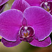 NICE: Parc Phoenix: Une Orchidée 02.