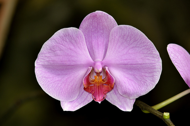 NICE: Parc Phoenix: Une Orchidée 03.