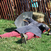 Fallen Fighter at the Fort Tryon Park Medieval Festival, Sept. 2007