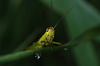 AUXONS-Dessus: Une sauterelle ( Orthoptera ). 03