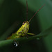 AUXONS-Dessus: Une sauterelle ( Orthoptera ). 03