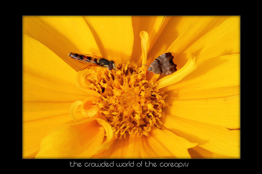 3 bugs and a coreopsis