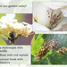 Aphids ants & baby spiders KW 18 6 2013