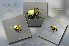 Araniella spider E Blatchington 16 5 2012