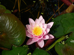 Smithsonian lotus