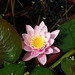 Smithsonian lotus