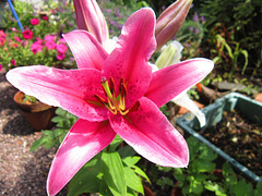The new pink lily has  opened