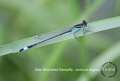Blue-tailed Damselfly Male - East Blatchington Pond - 1.6.2012