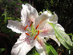 The sun is gorgeous on the lily