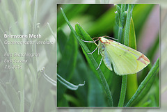 Brimstone Moth - East Blatchington - 7.6.2013