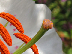 The dusty stamens