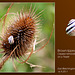 Brown lipped Snail  - East Blatchington Pond - 16.9.2011