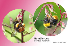 Bumble bee Bombus pratorum on heuchera 1 6 2011