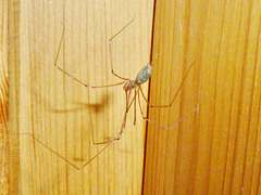 Daddy Long Legs Spider 1