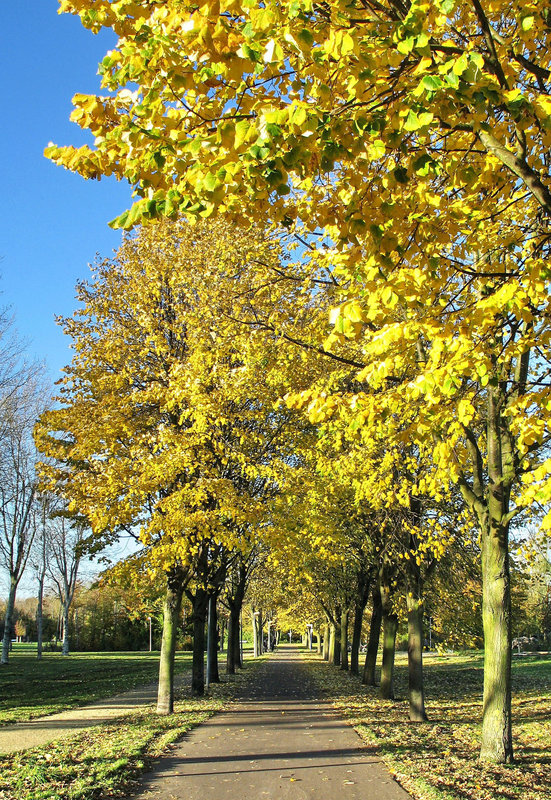 Trees On The Avenue