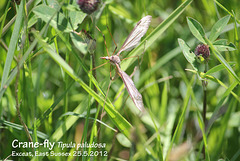 Crane-fly Tipula paludosa Exceat 25 5 2012