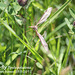 Crane-fly Tipula paludosa Exceat 25 5 2012