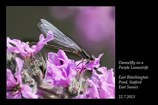 Damselfly on Purple Loosestrife - East Blatchington Pond - 22.7.2013