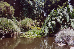 Pond at the Huntington Library, 2003