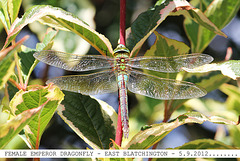 Emperor Dragonfly female E Blatchington 5 9 2012