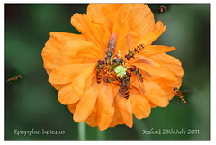 Episyrphus balteatus on poppy Seaford 28 7 2011
