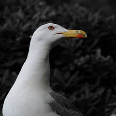 MONACO: Uu goéland argenté (Larus argentatus).