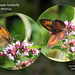 Gatekeeper butterfly  - East Blatchington Pond - 23.7.2012