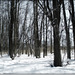 Woods in Winter