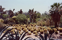 Desert Garden at the Huntington Library, 2003