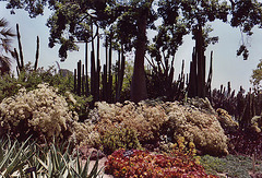 Desert Garden at the Huntington Library, 2003