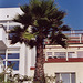 Palm Tree in Manhattan Beach, 2006