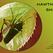 Hawthorn Shield Bug East Blatchington 14 5 2012