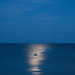 Dorset moon