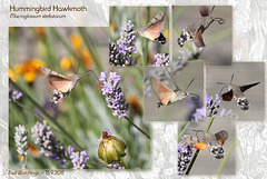 Hummingbird  Hawkmoth - East Blatchington - 15.9.2011