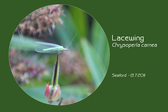 Lacewing Chrysoperla carnea