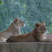 lionesses