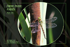 Migrant Hawker dragonfly  - East Blatchington Pond - 14.8.2012