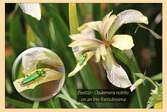 Oedemera nobilis of Iris foetidissima Seaford 4 6 2011